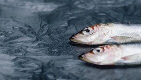 2 frosne fisk