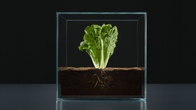En salat i en glasskube representerer Kilde-pillaren i 'Taking Taste Further'
